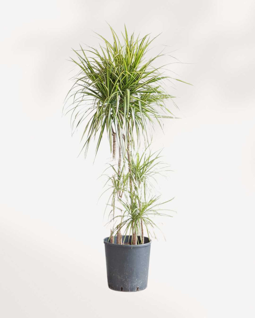 Dracaena Marginata Kiwi 10" Pot - Large (4'-5' Tall)