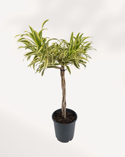 Top-down view of a braided Dracaena Reflexa 'Song of India' showing the braided stem and canopy of variegated leaves