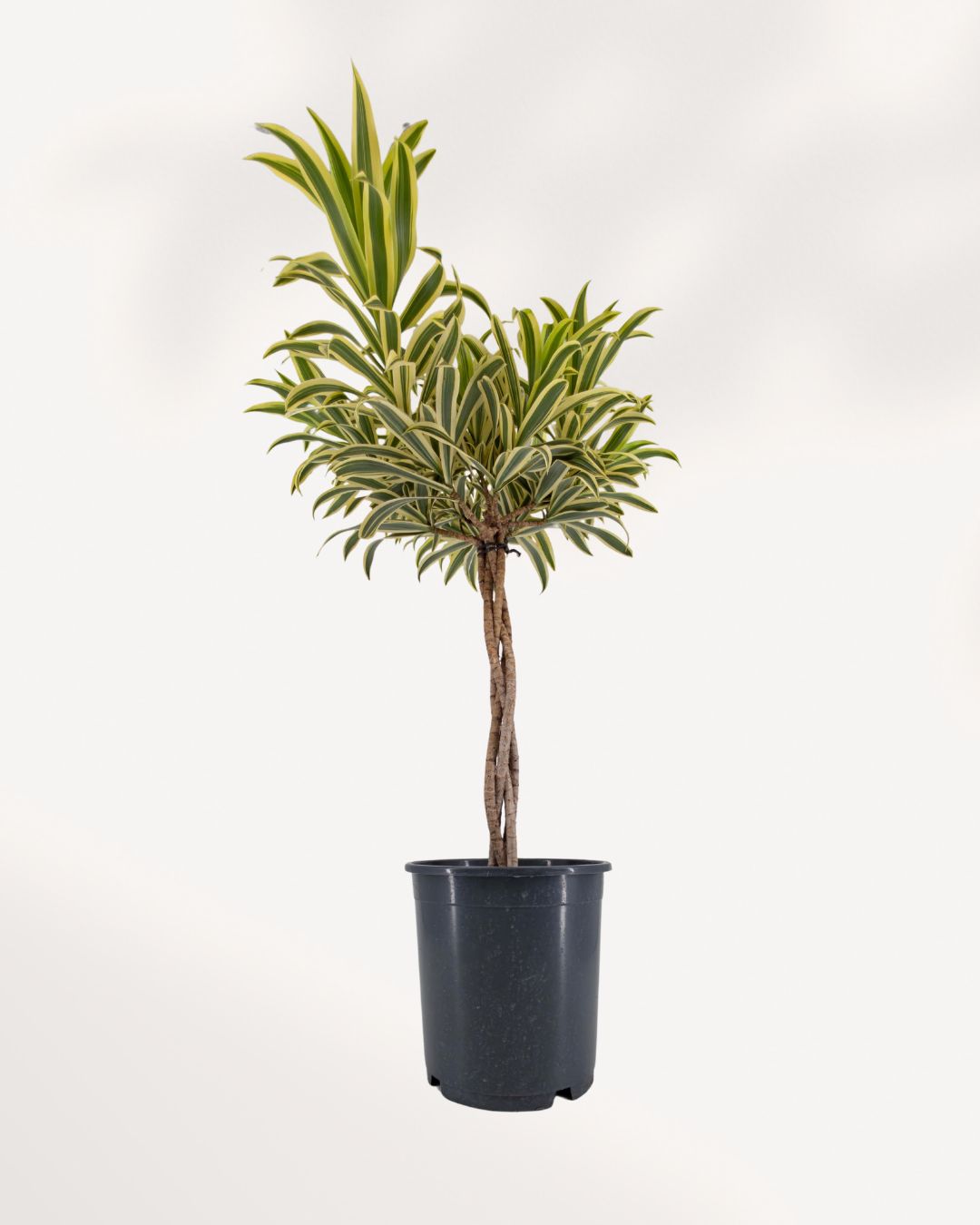 Front view of a braided Dracaena Reflexa 'Song of India' indoor plant, highlighting the woven stem and full leaf growth