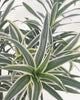 Close up of Dracaena Reflexa Variegated Braid leaves featuring striking green and creamy yellow variegation, a low maintenance indoor plant for stylish living spaces.
