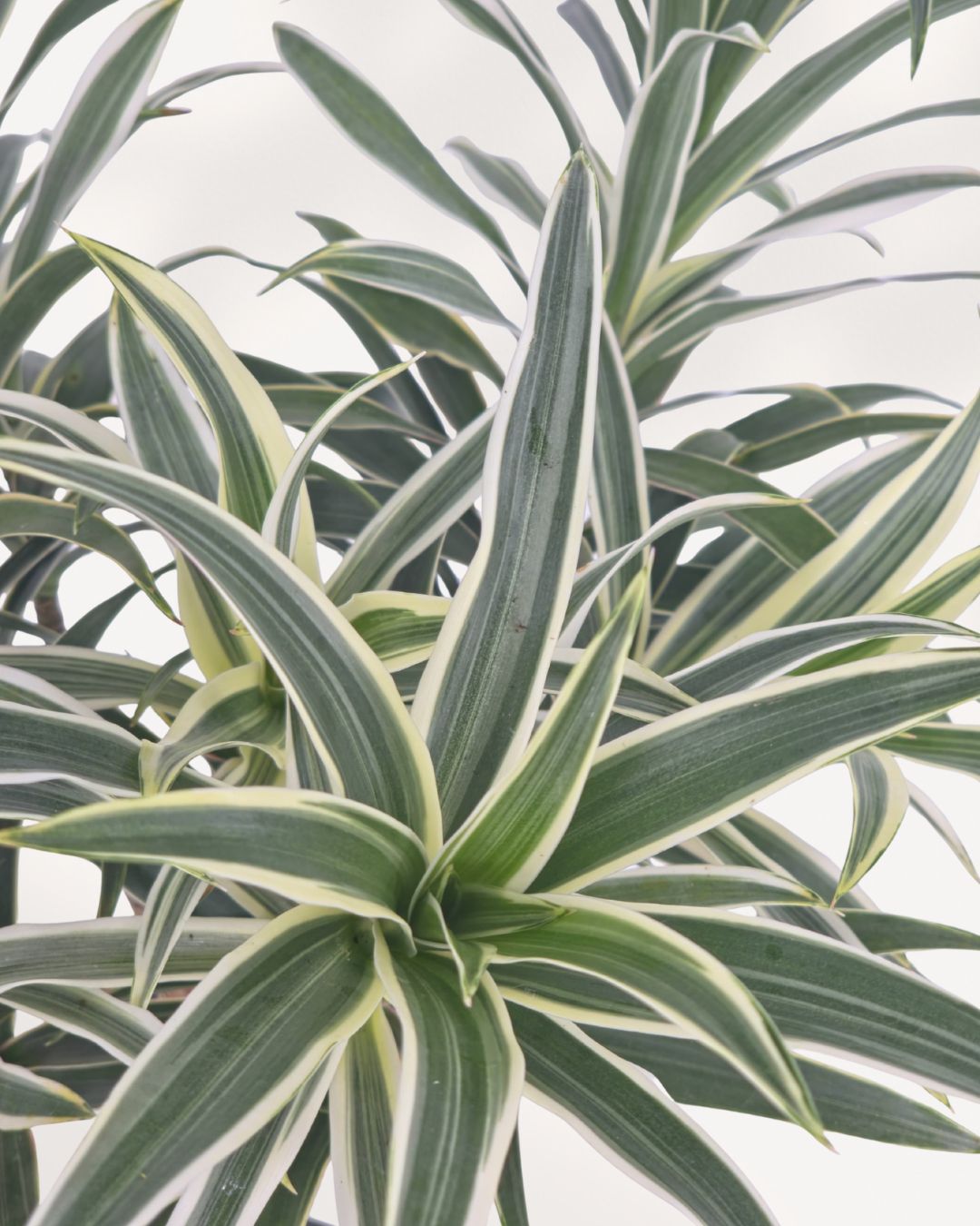 Close up of Dracaena Reflexa Variegated Braid leaves featuring striking green and creamy yellow variegation, a low maintenance indoor plant for stylish living spaces.