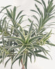 Close up of Dracaena Reflexa Variegated Braid highlighting its elegant braided trunk and healthy tropical foliage, available for Richmond Hill pickup or Canada wide plant delivery.