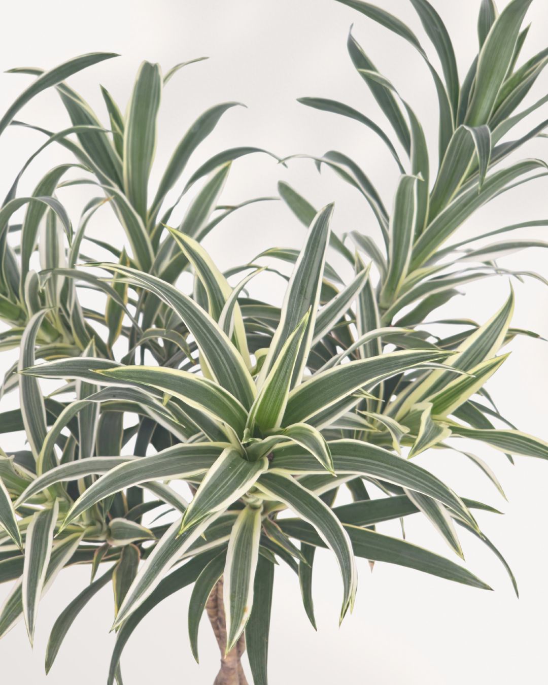 Close up of Dracaena Reflexa Variegated Braid highlighting its elegant braided trunk and healthy tropical foliage, available for Richmond Hill pickup or Canada wide plant delivery.