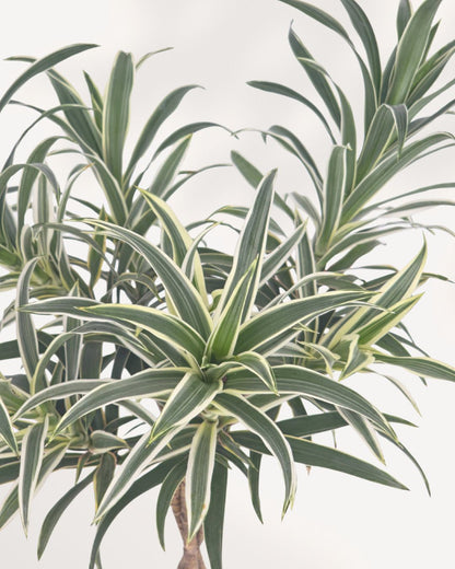 Close up of Dracaena Reflexa Variegated Braid highlighting its elegant braided trunk and healthy tropical foliage, available for Richmond Hill pickup or Canada wide plant delivery.