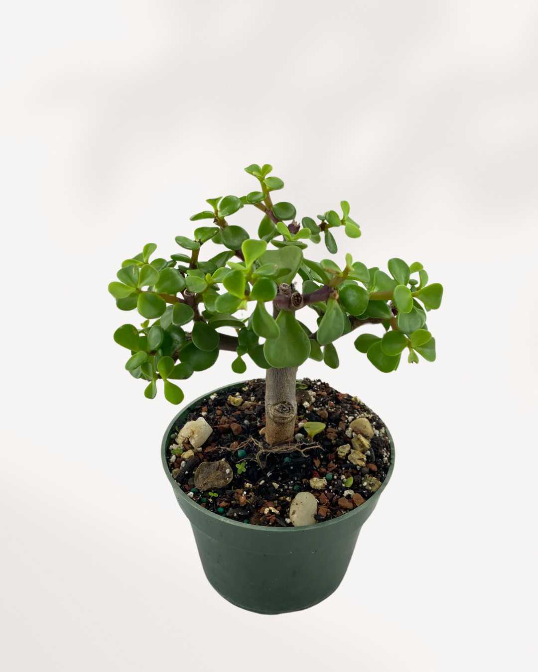 Dwarf Jade | Buy Online