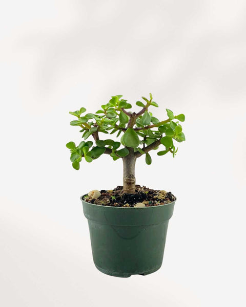 portulacaria afra 'decumbent' - miniature jade Dwarf Jade | Buy Portulacaria Afra Online | Mygreenscape