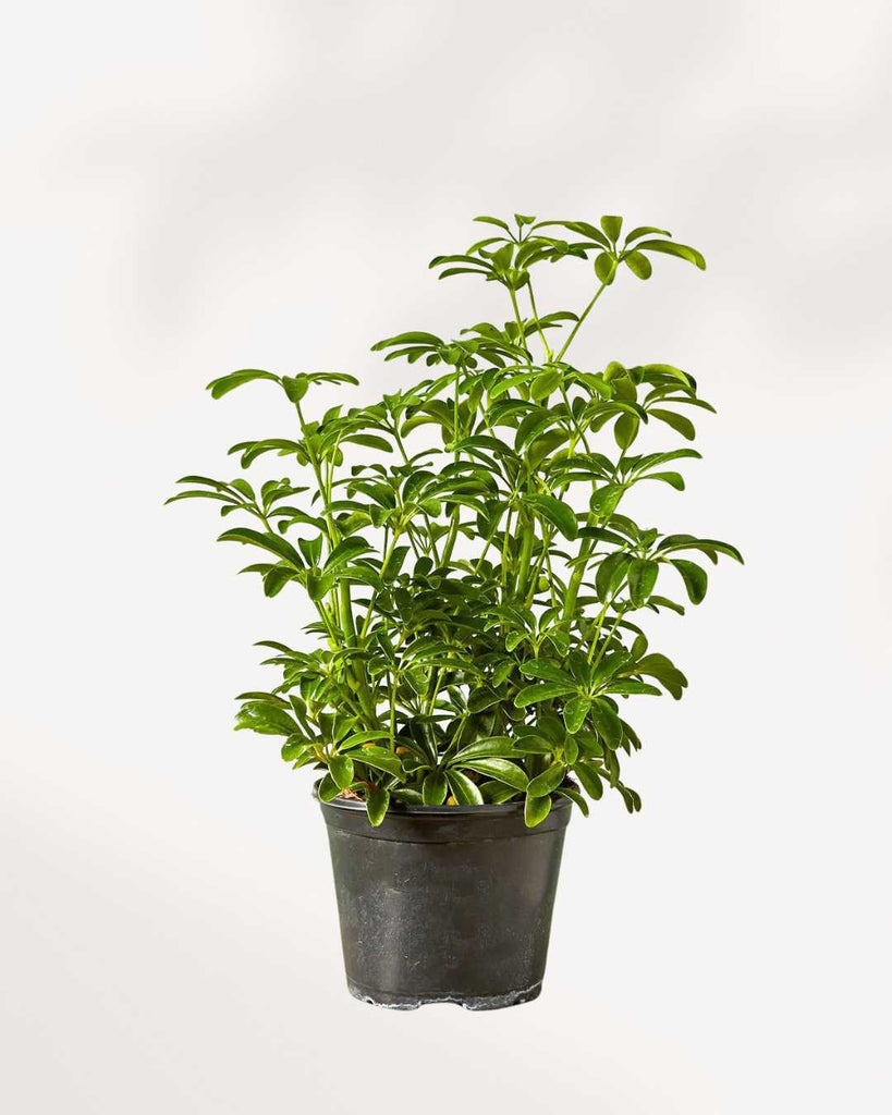 Dwarf Umbrella Tree - Schefflera Arboricola 6" Pot - Medium