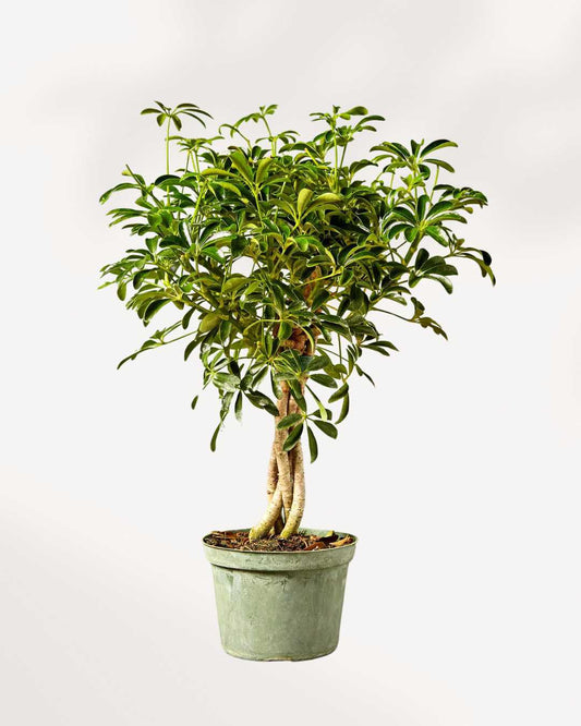 Dwarf Umbrella Tree | Buy Online