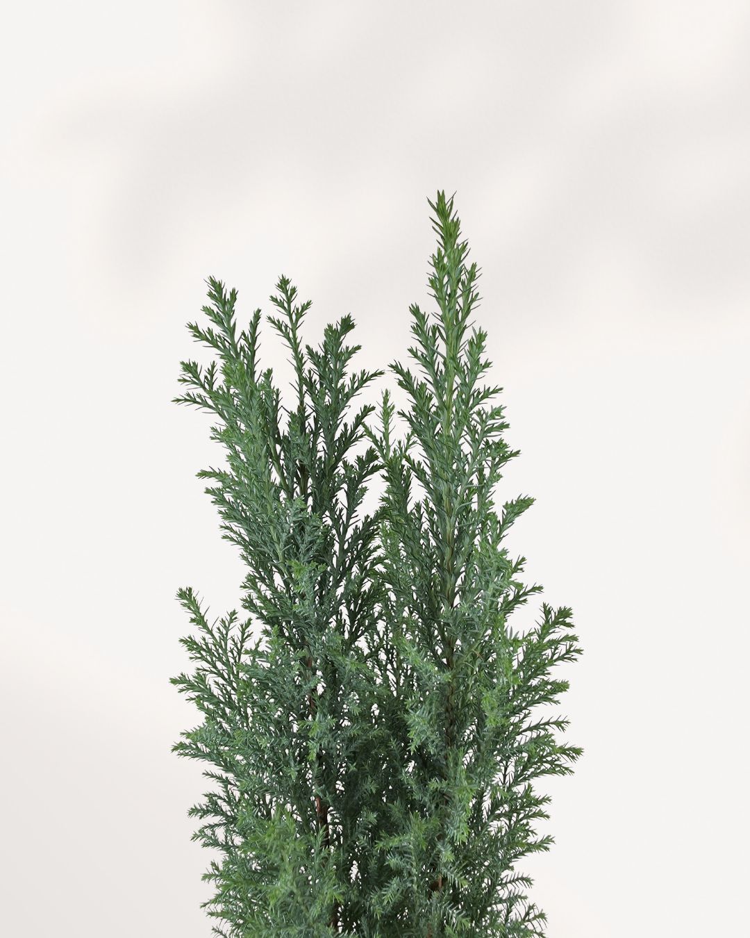 Ellwoodii Cypress | Buy Online
