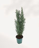 Ellwoodii Cypress | Buy Online