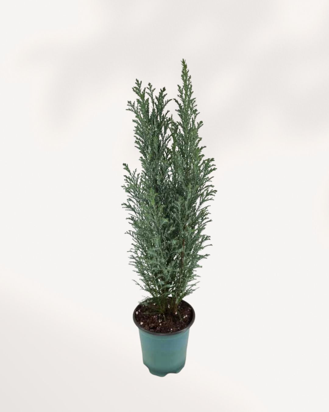 Ellwoodii Cypress | Buy Online