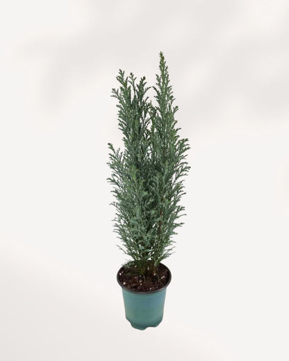 Ellwoodii Cypress | Buy Online