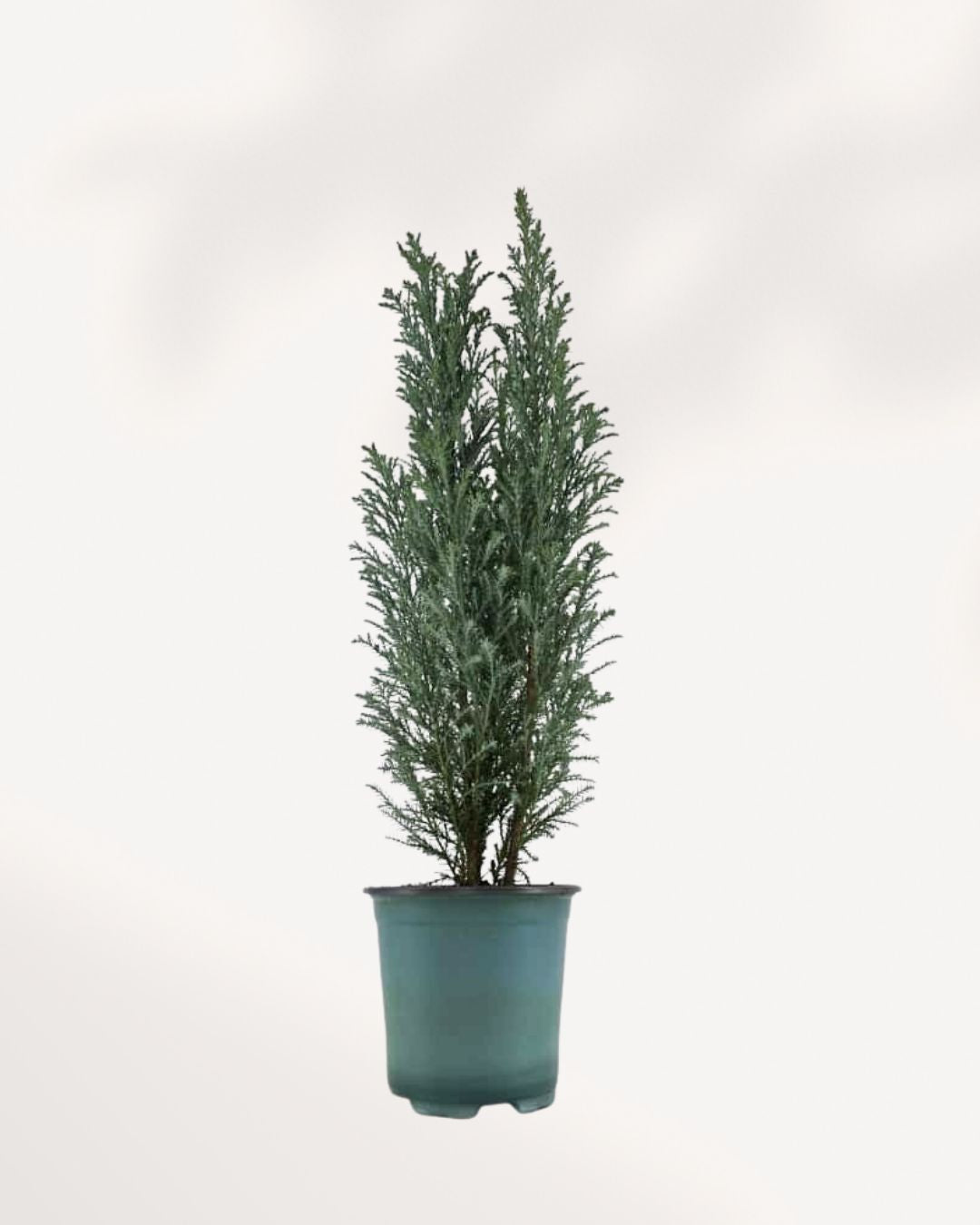 Ellwoodii Cypress