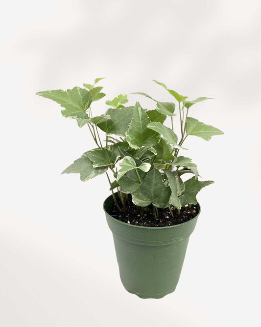 English Ivy Variegated plant, showcasing its trailing green and cream leaves, potted in a simple nursery container.
