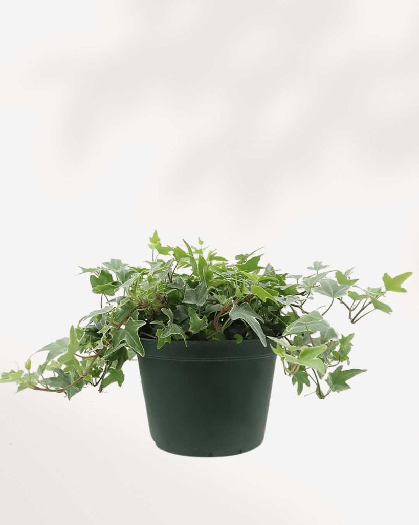 Top-down view of an English Ivy Variegated plant, highlighting the dense foliage and radiating vines with green and white patterns.