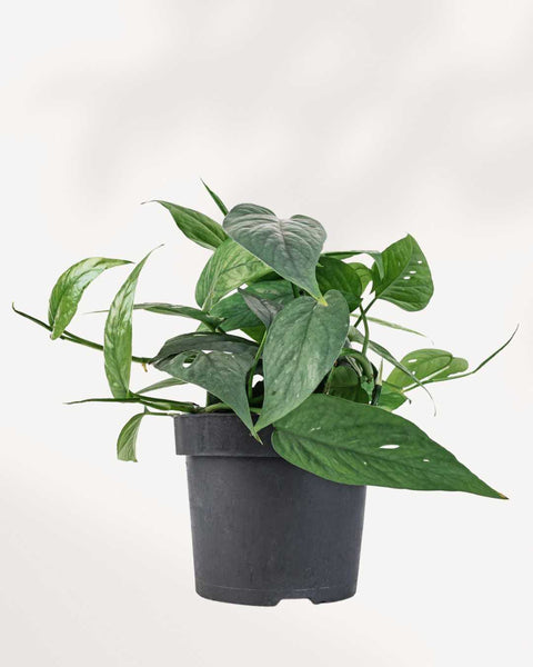 Epipremnum Pinnatum 'Skeleton Key' | Buy Online – Rare & Unique Aroid |  Mygreenscape