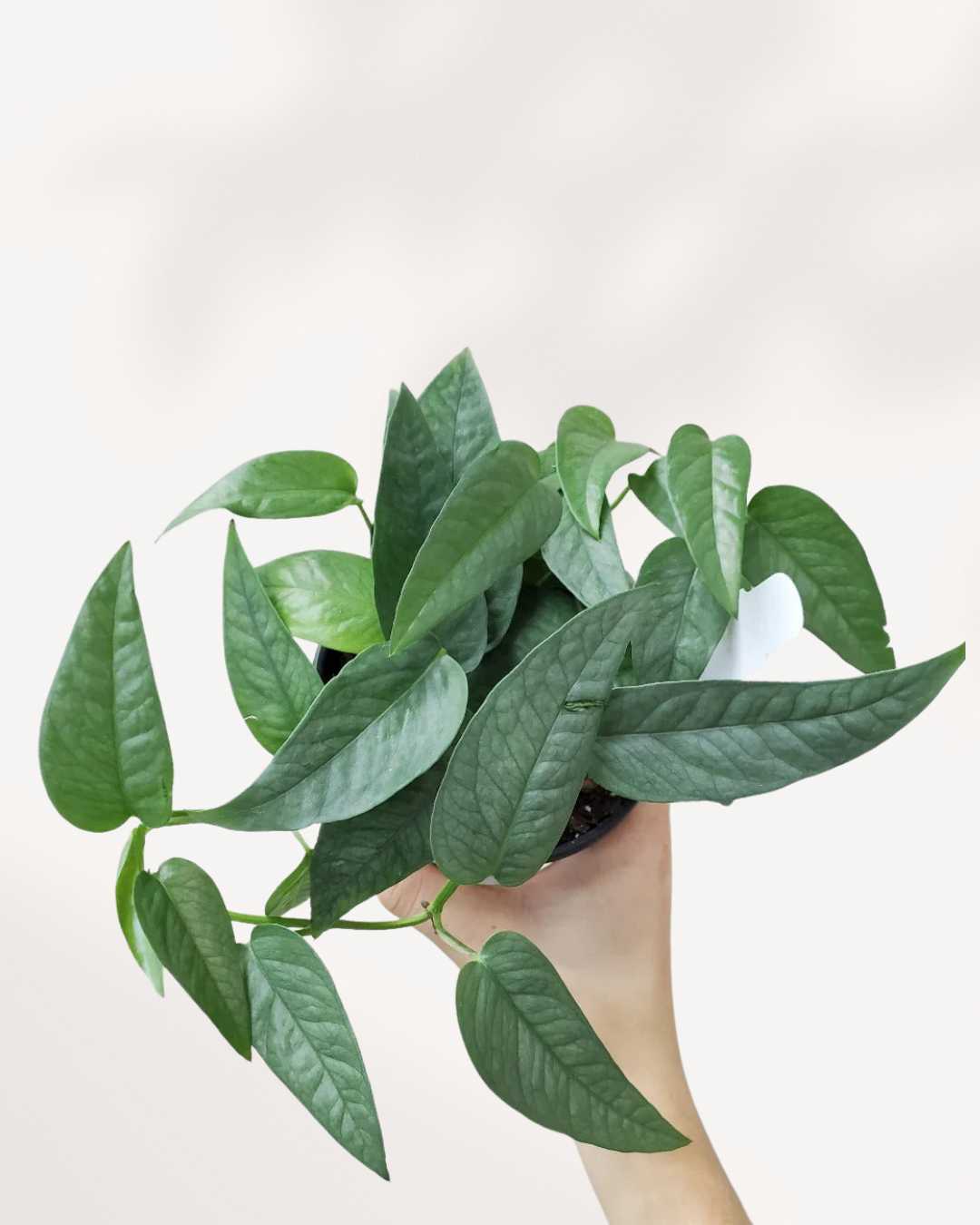 pothos epipremnum pinnatum 'skeleton key' Epipremnum Pinnatum 'Skeleton Key' | Buy Online – Rare & Unique Aroid | Mygreenscape