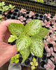 Episcia Faded Jade 2.5" Pot - XSmall