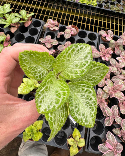 Episcia Faded Jade | Buy Onine