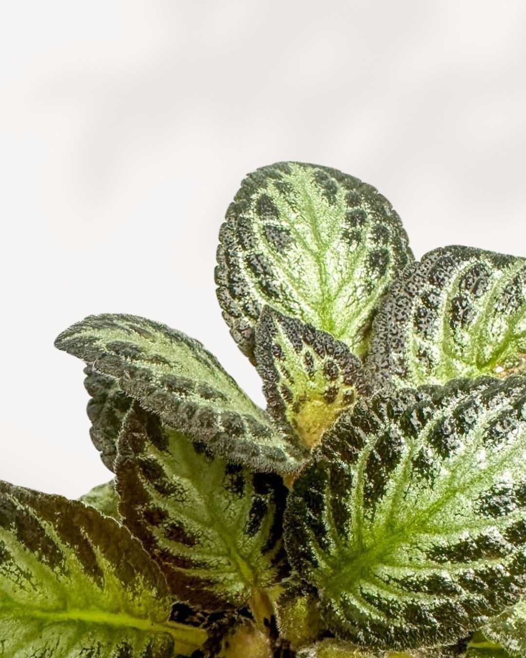 Episcia Silver Sheen | Buy Online