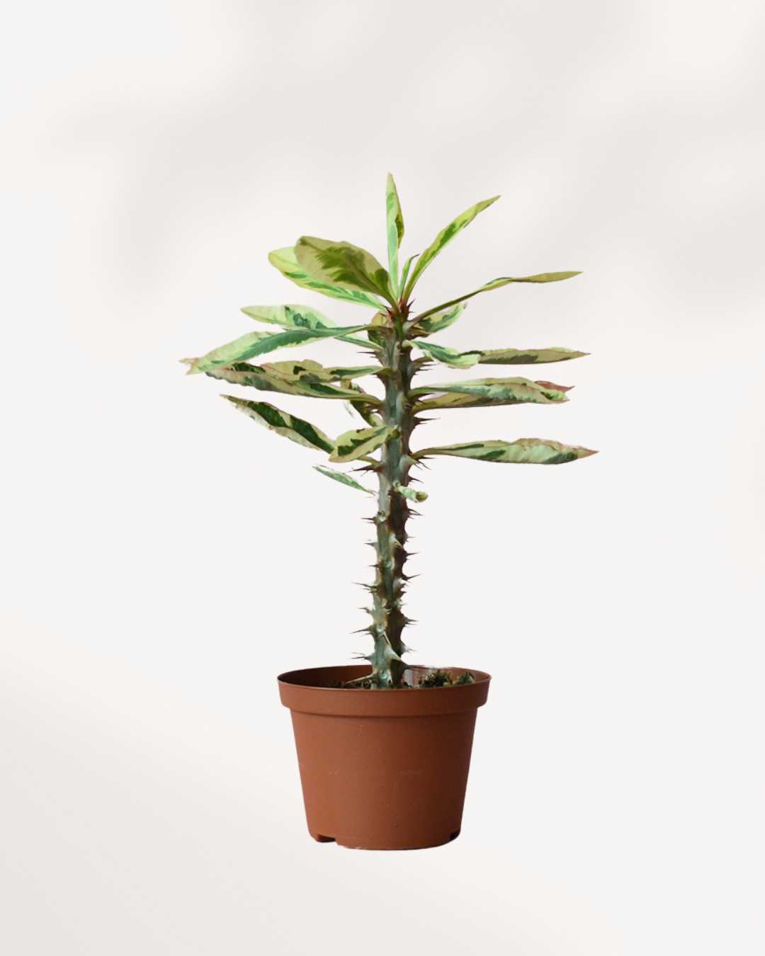 Euphorbia Milii Variegata | Buy Online