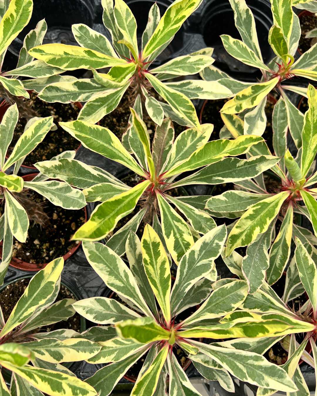 Euphorbia Milii Variegata | Buy Online