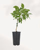 Eureka Lemon Tree front view, healthy indoor citrus tree with glossy green leaves and vibrant lemons, available online and in store across Richmond Hill GTA
