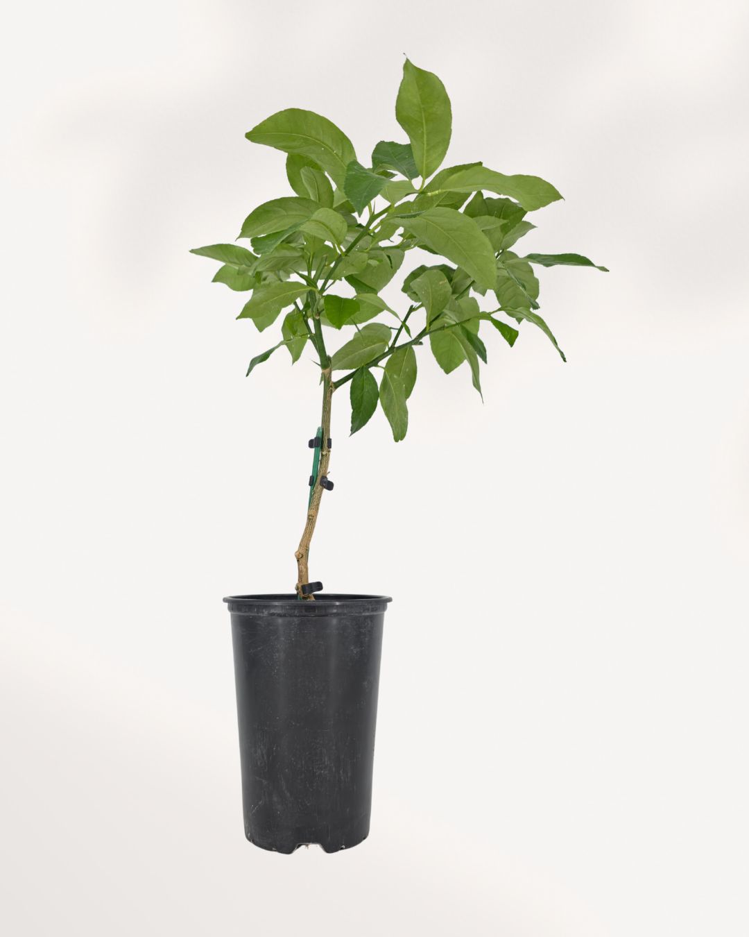 Eureka Lemon Tree front view, healthy indoor citrus tree with glossy green leaves and vibrant lemons, available online and in store across Richmond Hill GTA