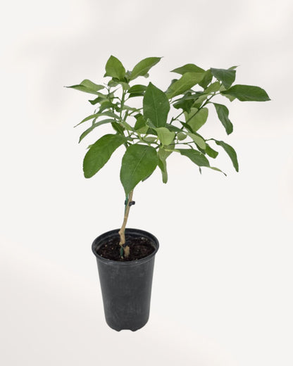 Eureka Lemon Tree top front view, lush fruiting lemon plant perfect for bright indoor spaces and patio gardens, premium citrus tree delivered across Canada
