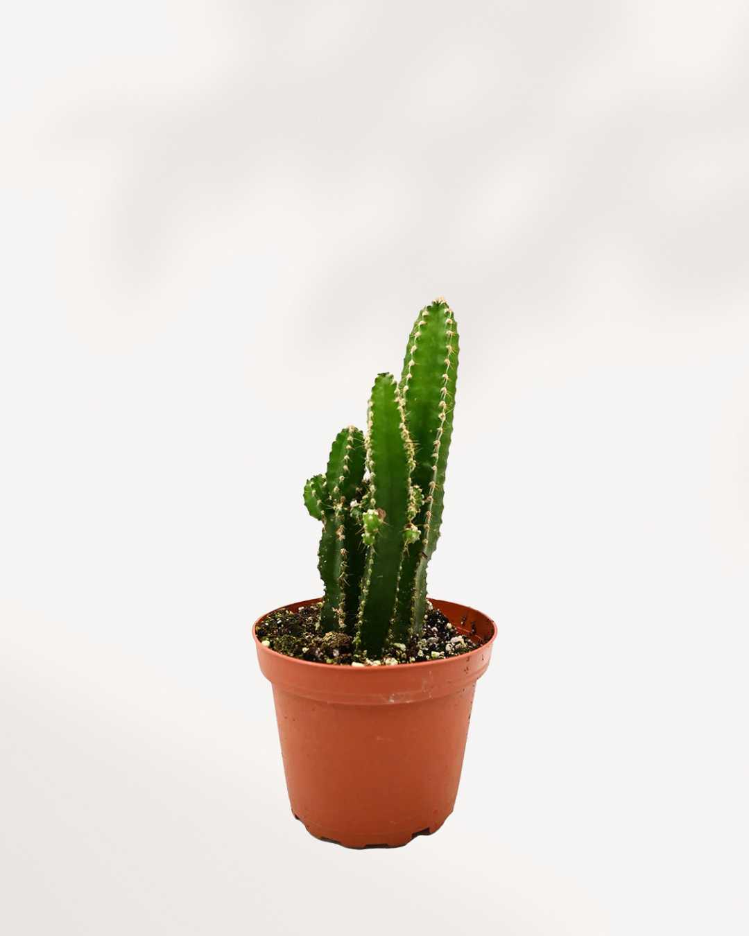 Fairy Castle Cactus | Buy Online