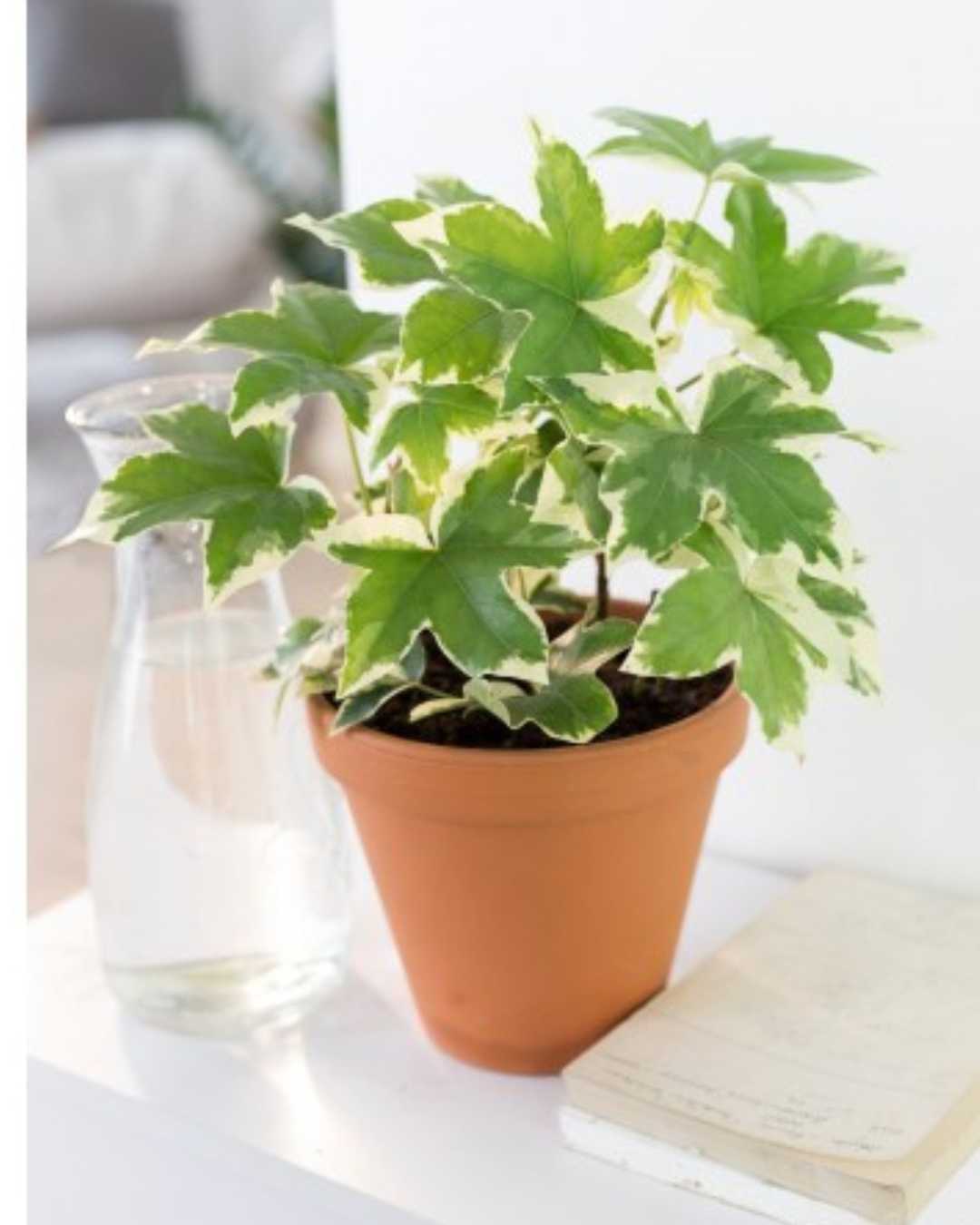 indoor plant with star-shaped leaves Fatshedera lizei 'Pia Variegata' Care Guide - Buy Online Delivery Across Canada | Mygreenscape