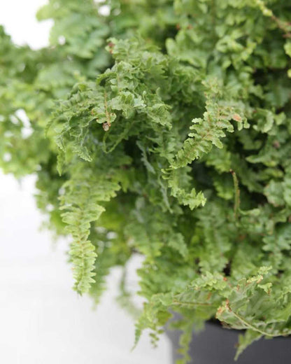 Fern Fluffy Ruffles