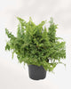 Fluffy Ruffles Fern 5" Pot - Medium