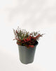 Fern Ruby Red Moss 3.5" Pot - Small
