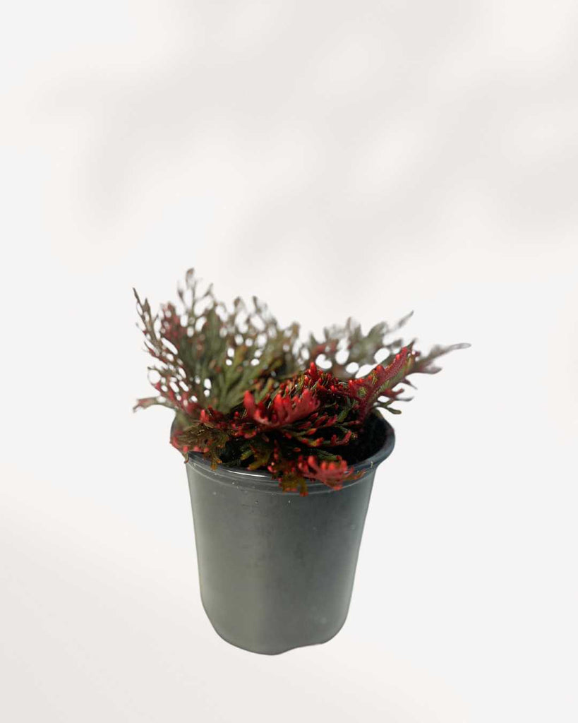 Fern Ruby Red Moss 3.5" Pot - Small