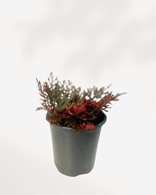 Fern Ruby Red Moss | Buy Online