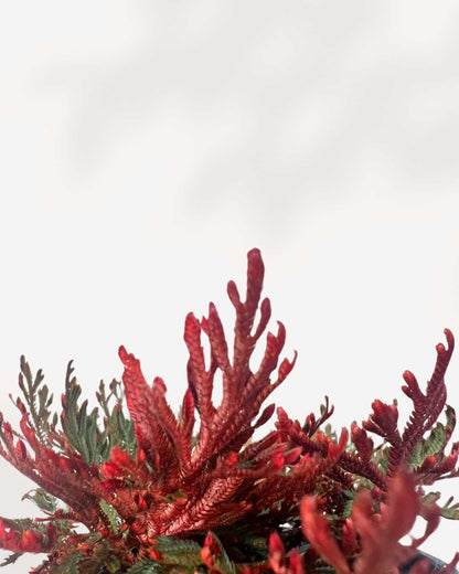 Fern Ruby Red Moss | Buy Online