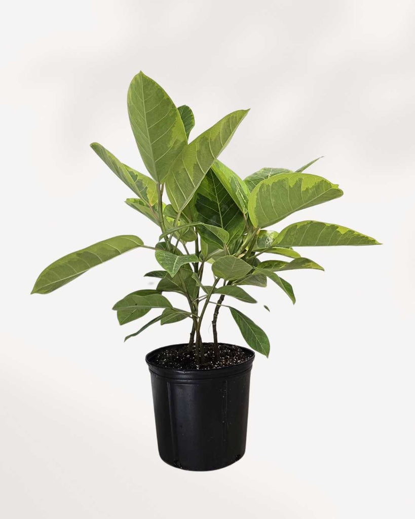Ficus Altissima Yellow Gem