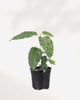 Ficus Aspera Variegata 4" Pot - Small