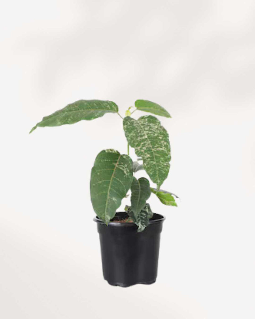 Ficus Aspera Variegata 4" Pot - Small