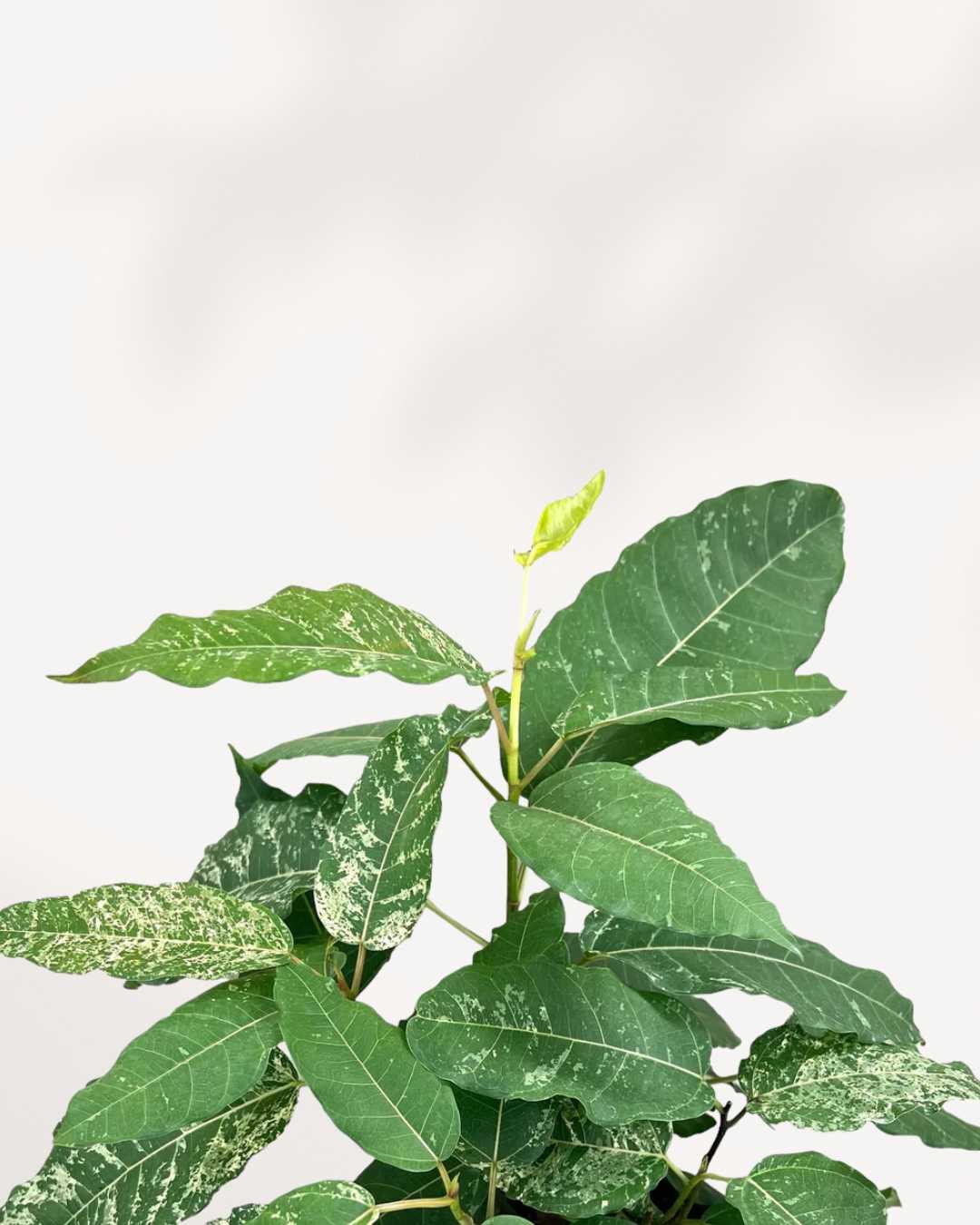 Rare Ficus Tree Ficus Aspera Variegata – Rare Variegated Ficus Tree | Buy Online ...