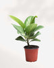 Ficus Audrey 3.5" Pot - Small