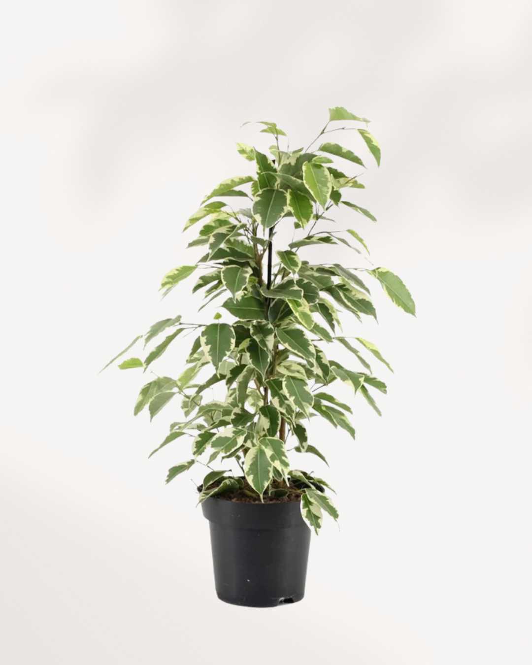 Ficus Benjamina Starlight | Buy Online