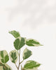 Ficus Benjamina Starlight