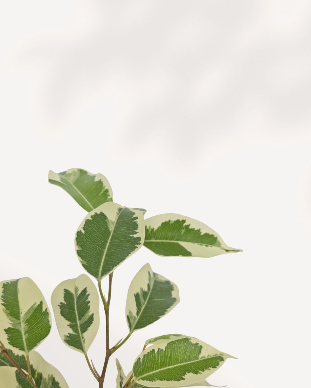Ficus Benjamina Starlight