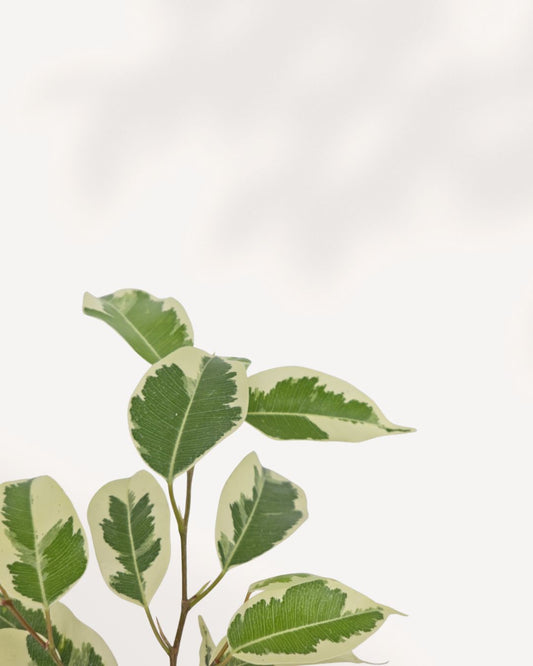 Ficus Benjamina Starlight