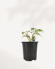 Ficus Benjamina Starlight
