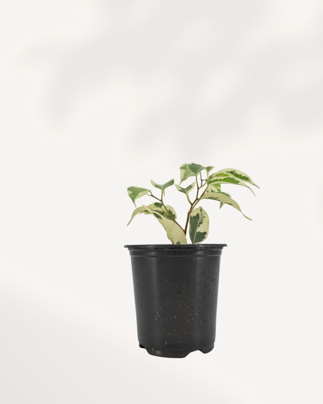 Ficus Benjamina Starlight