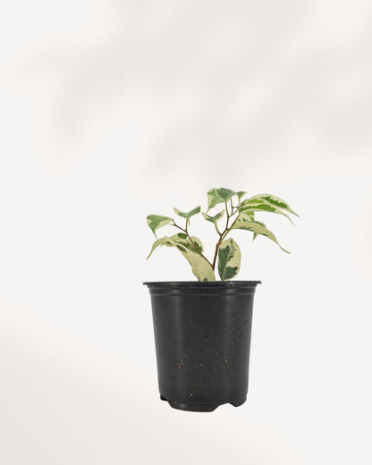 Ficus Benjamina Starlight