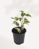 Ficus Benjamina Starlight